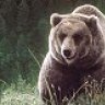 80' Griz
