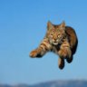seataccat