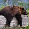 GrizzlyBear