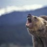 UMGriz4Life