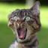 Catfanatic84