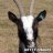 scapegoat griz