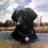 Bird Dog